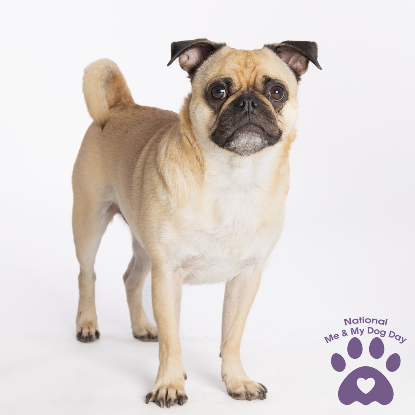 Dog portrait celebrating National Me & My Dog Day, featuring a cute and friendly pug with a white background.