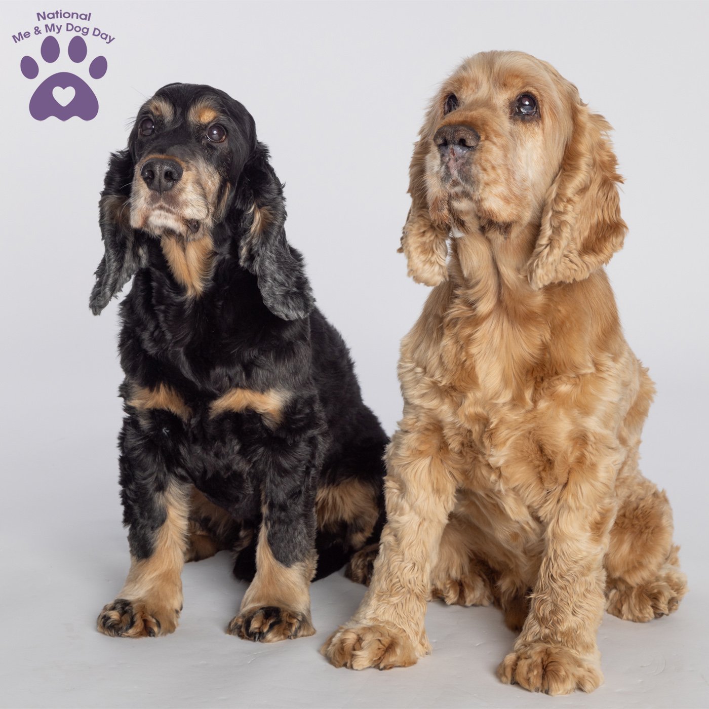 Cocker Spaniel and Cocker Spaniel sitting together in studio for a portrait.