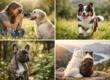 15 Dog Photoshoot Ideas Outdoors That Feel Natural